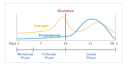 Short Luteal Phase Cycles